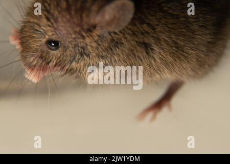 I topi svizzeri (casa) (Mus musculus) accompagnano costantemente gli esseri umani (sinantropi) e parassitari: Mangiare grano in storages, prodotti. Non è possib Foto Stock