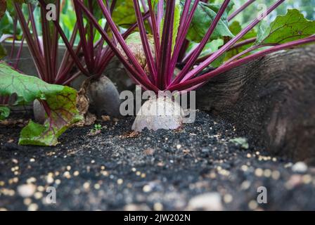 Barbabietola che cresce in orto biologico casa, copia spazio Foto Stock