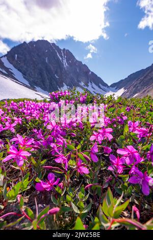 Splendida vista panoramica estiva nel Canada settentrionale, territorio dello Yukon durante il mese di luglio. Foto Stock