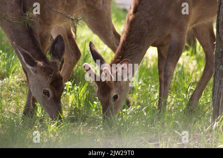 Giovane capriolo si inchinò la testa nell'erba su un pascolo in natura. Foto Stock