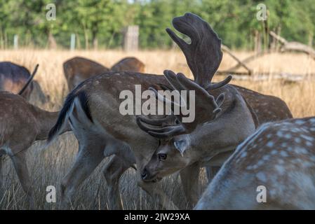 Daino (Dama dama) con grandi palafittiere in erba alta, Baviera, Germania Foto Stock