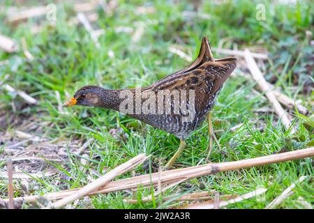 Spotted Crake (Porzana porzana) Germania Foto Stock