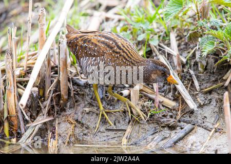 Spotted Crake (Porzana porzana) Germania Foto Stock