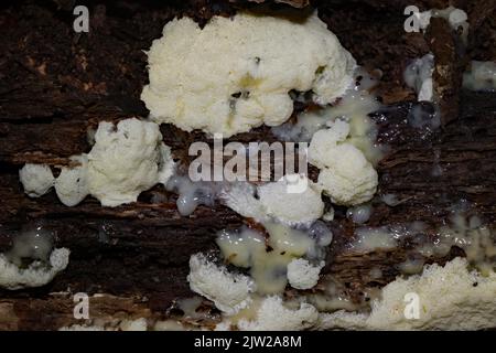 Cuscino in rete bianco-giallo corpi fruttati porosi bianchi con Plasmodium sul tronco dell'albero Foto Stock