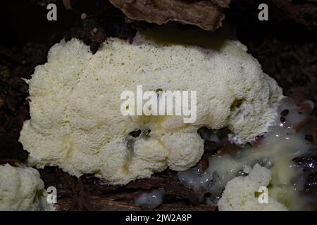 Cuscino in rete bianco-giallo corpi fruttati porosi bianchi con Plasmodium sul tronco dell'albero Foto Stock