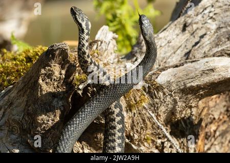 Adder due serpenti con lingue outstreted in un commento lotta in piedi alto di fronte a un tronco di albero leccando da dietro Foto Stock
