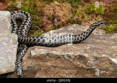 Adder con lingua fuori leccare sdraiato sulla roccia guardando a destra Foto Stock