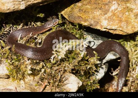 Adder sdraiato sul muschio di fronte alla roccia guardando a destra Foto Stock