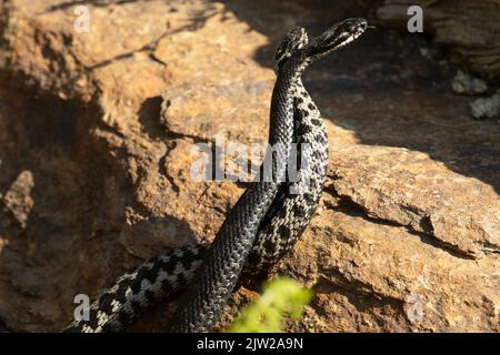 Adder due serpenti con lingue outstreted in un commento lotta di fronte alle pietre impigliate in piedi in piedi su lambent vedere diverso Foto Stock