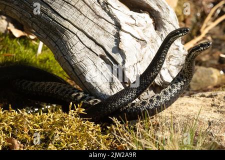 Sommate due serpenti con lingue sdraiato in un commento lotta inghiottita su pietre in piedi diritto vista Foto Stock