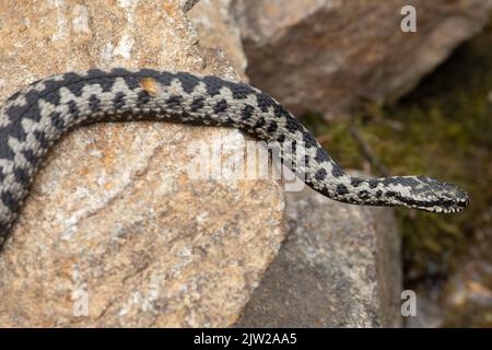 Adder sdraiato sulla roccia guardando a destra Foto Stock