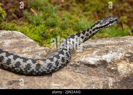 Adder con lingua fuori leccare sdraiato sulla roccia guardando a destra Foto Stock