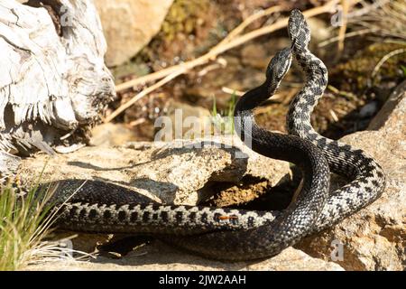 Adder due serpenti con lingue outstreted in un commento lotta su pietre intrecciate in piedi su lambent da dietro Foto Stock