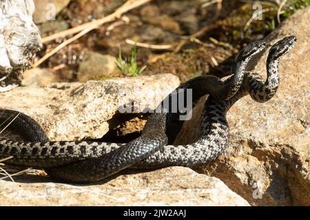 Adder due serpenti con lingue estese in una lotta commento, giacendo intrecciato su pietre, lambito, visto a destra Foto Stock