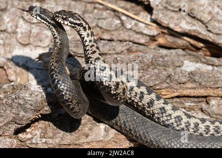 Adder due serpenti con lingue distese in una lotta commensale, sdraiati di fronte ad un tronco d'albero, lambente, guardando a sinistra Foto Stock