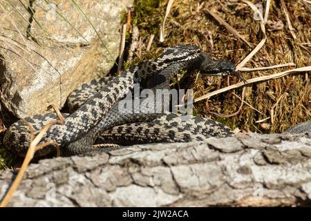 Adder due serpenti con lingue estese in commento lotta sdraiato accanto alla pietra lambente vedere a destra Foto Stock