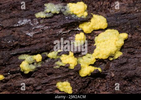 Cuscino rete bianco-giallo corpi fruttanti porosi gialli con Plasmodium sul tronco dell'albero Foto Stock