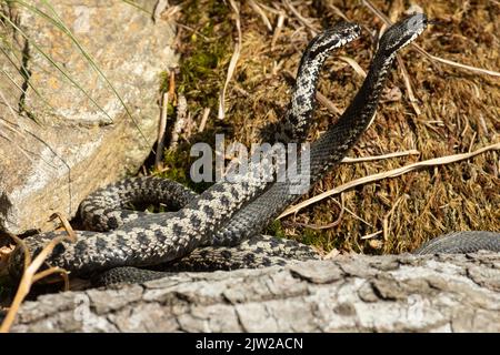 Adder due serpenti con lingue estese in commento lotta sdraiato accanto alla pietra lambente vedere a destra Foto Stock