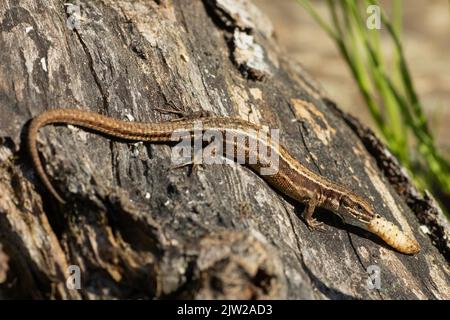 Foresta lucertola con cibo in bocca seduto sul tronco dell'albero visto sul lato destro Foto Stock