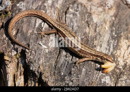 Foresta lucertola con cibo in bocca seduto sul tronco dell'albero visto sul lato destro Foto Stock