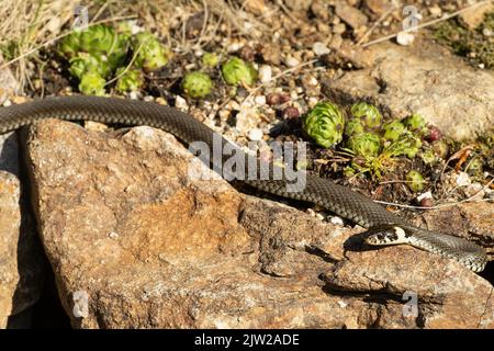 Serpente d'erba sdraiato sulla pietra guardando indietro a sinistra Foto Stock