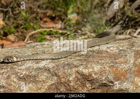 Serpente d'erba sdraiato sulla pietra guardando a sinistra Foto Stock