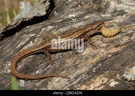 Foresta lucertola con cibo in bocca seduto sul tronco dell'albero visto sul lato destro Foto Stock