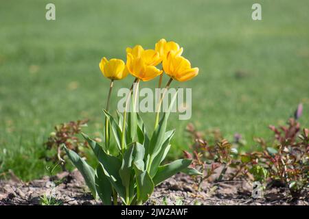 Tulipani gialli crescono su un prato in erba. Giornata primaverile soleggiata. Foto Stock