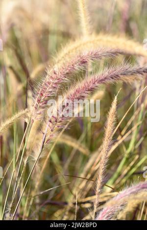 Cortaderia selloana comunemente nota come erba di pampas. Orecchie di erba secca sono tinte nei colori beige e rosa. Messa a fuoco selettiva. Foto Stock