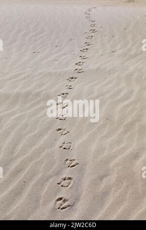 Impronte di gabbiani, spiaggia di Kniepsand, isola di Amrum, Frisia del Nord, Schleswig-Holstein, Germania Foto Stock