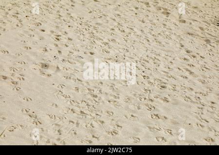 Impronte di gabbiani, spiaggia di Kniepsand, isola di Amrum, Frisia del Nord, Schleswig-Holstein, Germania Foto Stock