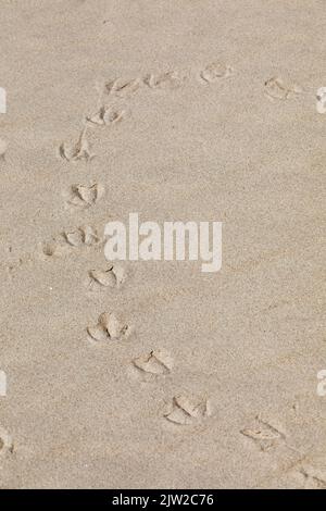 Impronte di gabbiani, spiaggia di Kniepsand, isola di Amrum, Frisia del Nord, Schleswig-Holstein, Germania, Europa Foto Stock