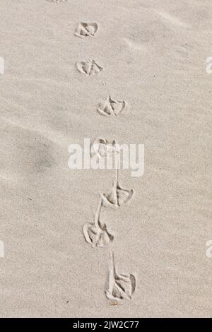 Impronte di gabbiani, spiaggia di Kniepsand, isola di Amrum, Frisia del Nord, Schleswig-Holstein, Germania Foto Stock