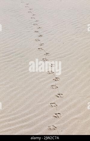 Impronte di gabbiani, spiaggia di Kniepsand, isola di Amrum, Frisia del Nord, Schleswig-Holstein, Germania Foto Stock