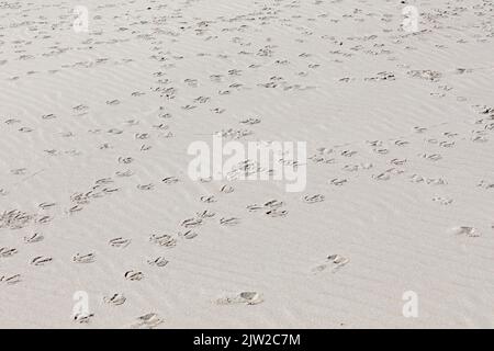 Impronte di gabbiani, spiaggia di Kniepsand, isola di Amrum, Frisia del Nord, Schleswig-Holstein, Germania Foto Stock