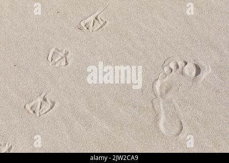 Impronte di uomo e gabbiani, spiaggia di Kniepsand, isola di Amrum, Frisia del Nord, Schleswig-Holstein, Germania Foto Stock