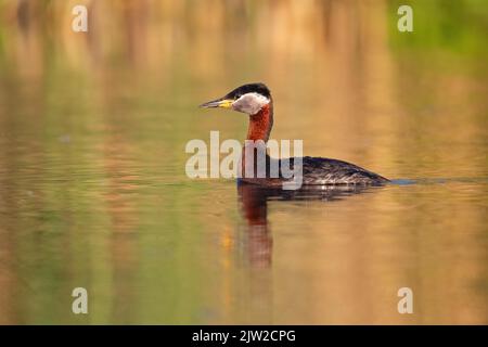 Grebe dal collo rosso (Podiceps grisegena), Riserva della Biosfera del Delta del Danubio, Romania Foto Stock