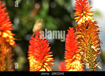 Tajuya. La Canary Island Chiffchaff è uno degli uccelli più piccoli della Palma. ESP, Spagna, Isole Canarie, la Palma Foto Stock