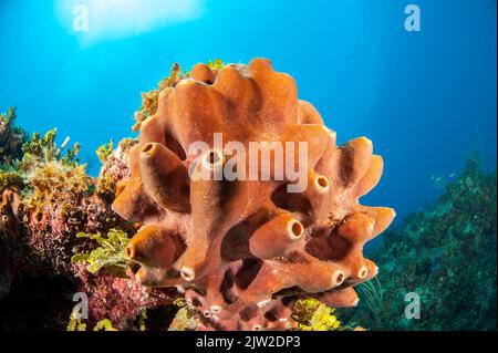 Sponge (Ectyoplasia ferox), giardini del parco nazionale della regina, Cuba, America Centrale Foto Stock