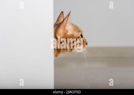 Un gatto rosso con occhi verdi sbirciano attraverso la porta aperta. Spazio di copia. Foto Stock