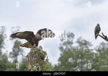 Vista laterale di un'agile aquila dorata con ali sparse che si innalzano sul tronco di un albero rotto in una giornata nuvolosa nella foresta Foto Stock