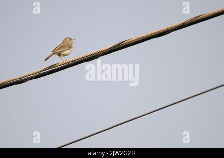 Il pipelit di Berthelot Anthus berthelotii cantando su un cavo elettrico. San Lorenzo. Las Palmas de Gran Canaria. Gran Canaria. Isole Canarie. Spagna. Foto Stock