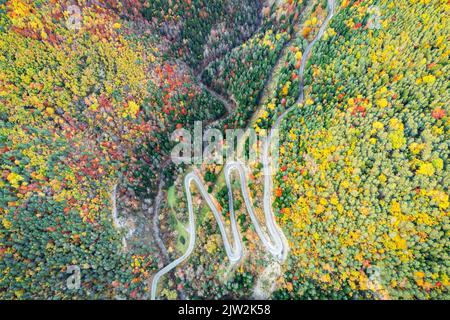 Vista mozzafiato della stretta strada curva che attraversa fitti boschi con alberi lussureggianti nelle giornate di sole nella natura selvaggia Foto Stock