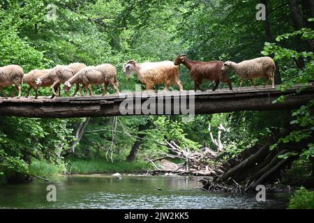 Gregge di pecore che attraversano il fiume da un vecchio ponte. Kirkmarelli città. Foresta di pianura alluvionale. Turchia. Attraversa il ponte di legno Foto Stock