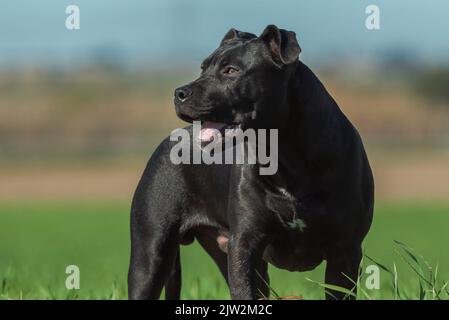 Adorabile Short Haired Black American Staffordshire Terrier in piedi su prato erboso e guardando via nella giornata di sole nel parco Foto Stock