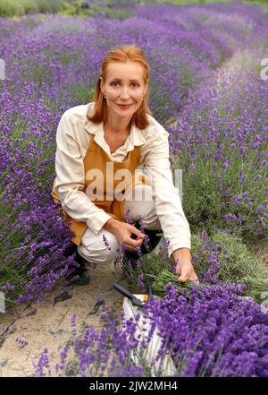 Concentrato felice ragazza giardiniere maturo con capelli di zenzero in abiti casual e grembiule taglio fiori di lavanda con secateurs guardando la macchina fotografica mentre Foto Stock