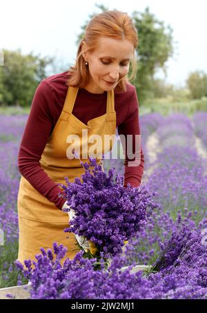 Calma donna giardiniere maturo con capelli rossi in abiti casual e guanti mettendo lavanda aromatica fresca in carriola di metallo in campagna Foto Stock