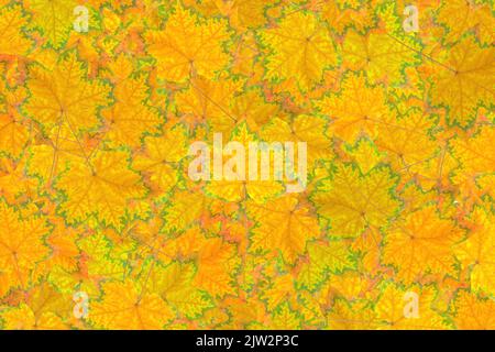 Astratto sfondo autunnale fatto da foglie di acero caduto pigmentato. Foto Stock