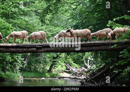 Gregge di pecore che attraversano il fiume da un vecchio ponte. Kirkmarelli città. Foresta di pianura alluvionale. Turchia. Attraversa il ponte di legno Foto Stock