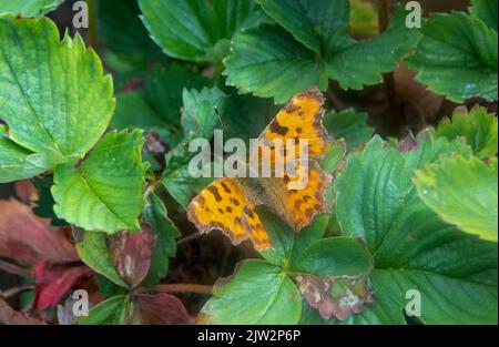 Virgola farfalla sulla foglia Foto Stock